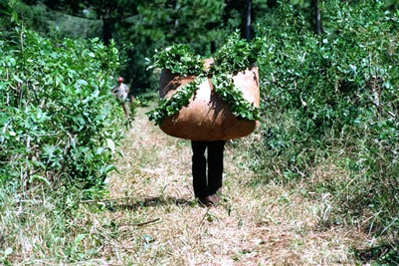 Porteur de feuilles de maté en forêt, récolte traditionnelle