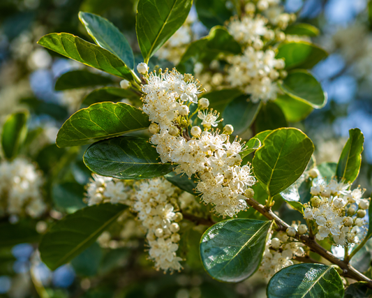 Fleurs blanches et baies rouges du maté Ilex paraguariensis — ZENLAVIE