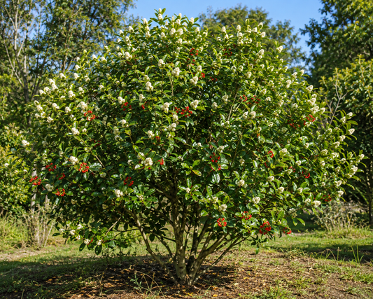 Arbuste Ilex paraguariensis en fleurs — Maté vert BIO ZENLAVIE